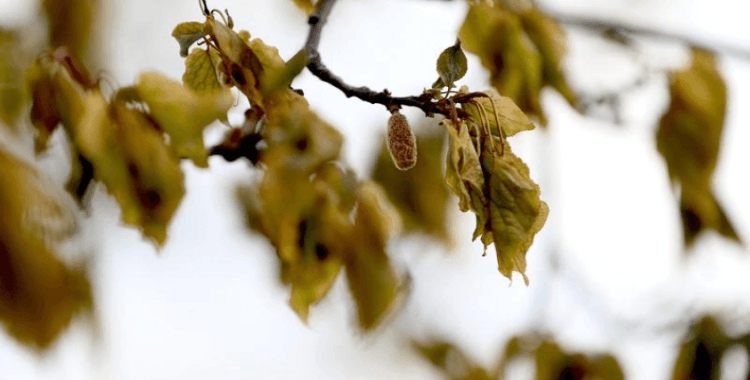 Zirai don 34 ilde 16 çeşit ürünü etkiledi