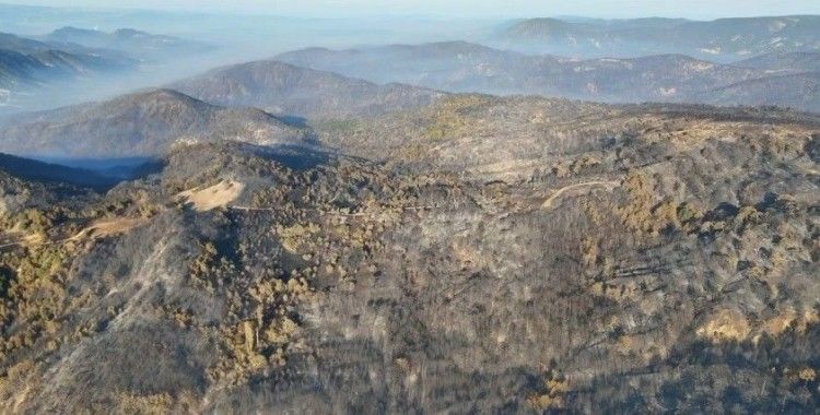Bolu’da ormanlar küllerinden doğacak: 5 milyondan fazla fidan toprakla buluşacak

