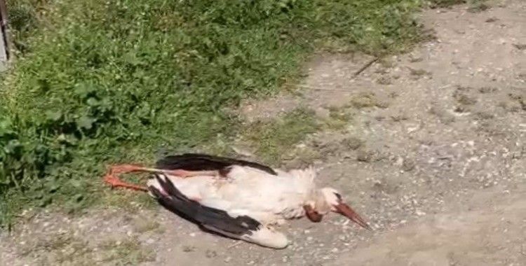 Cami üzerindeki ÇEDAŞ hattı leyleği telef etti
