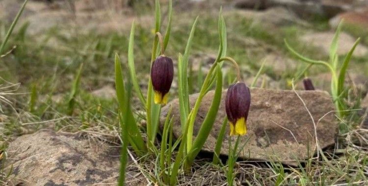 Elazığ’da Karakoçan ters lalesi inceleme çalışması
