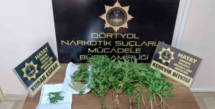 Dörtyol’da hint keneviri operasyonu
