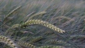 Buğday rekoltesine ilişkin ilk tahmin Hububat Kongresi’nde yapıldı
