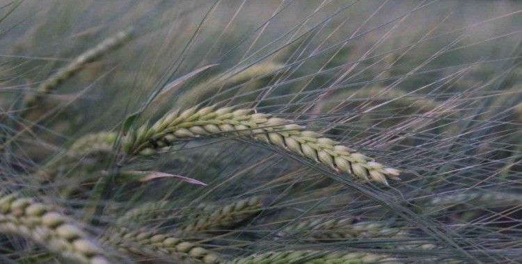 Buğday rekoltesine ilişkin ilk tahmin Hububat Kongresi’nde yapıldı
