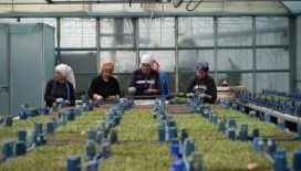 Erzincan seracılıkta hedefini büyütüyor
