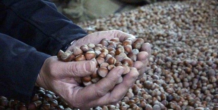 INC Türkiye fındık rekoltesini açıkladı, fındık fiyatları 220 liradan 180 liraya düştü
