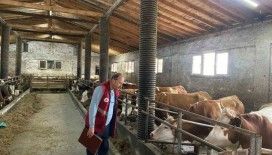 Çarşamba’da şap hastalığı taraması
