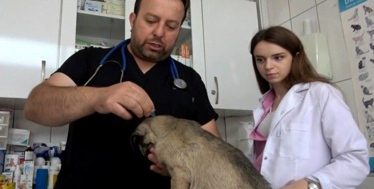 Kenelerin evcil hayvanlarla yayılmasına karşı uyarı
