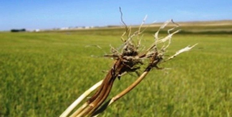 Buğday üreticilerine uyarı: Kök ve kökboğazı çürüklüğüne dikkat
