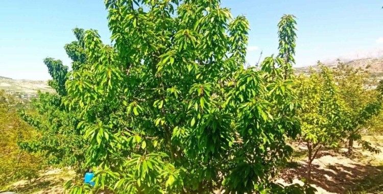 Zirai donun zarara yol açtığı Malatya’da kiraz yaprağı ümit oldu
