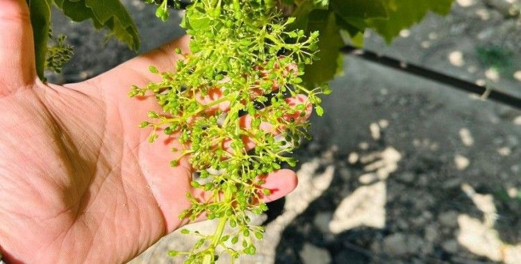 Manisa’da bağcılara ’Külleme ve Ölükol Hastalığı’ uyarısı
