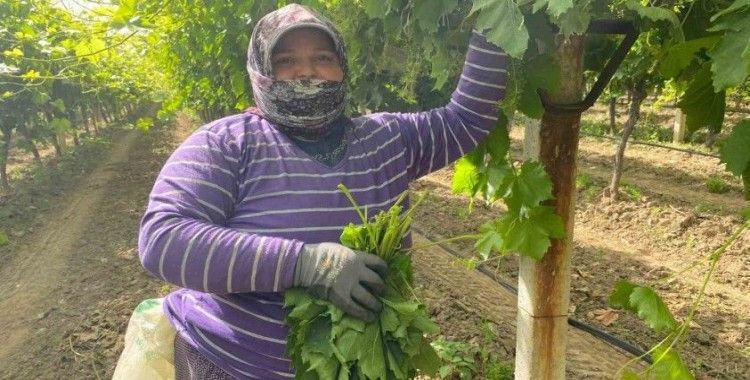 Manisa’da bağ yaprağı hediyelik oldu
