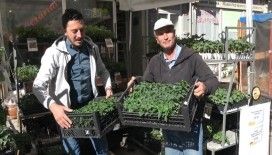 Tavşanlı’da fide çeşitliliği ile verimli sezon bekleniyor
