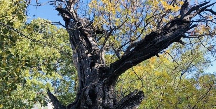 Arapgir’de 800 Yıllık Menengiç ağacı için tescil çalışması
