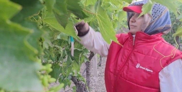 Sultaniye üzümünde kalite için zamanla yarışıyorlar
