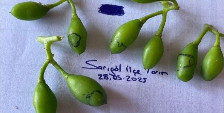 Salkım güvesine karşı ilaçlama uyarısı
