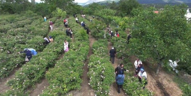 Isparta’da gül hasadı, festival coşkusunu doruklara taşıdı
