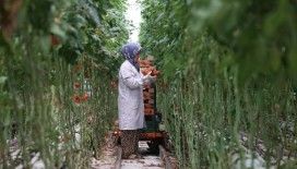 Türkiye’nin jeotermal sera alanı yüzde bin 500 büyüyebilir
