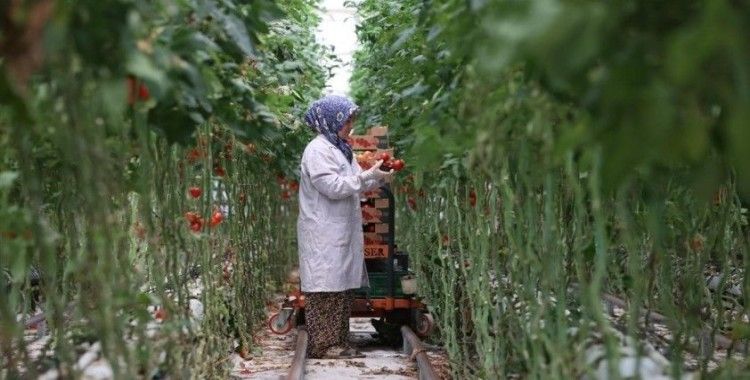Türkiye’nin jeotermal sera alanı yüzde bin 500 büyüyebilir
