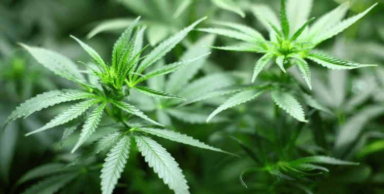 Türkiye'de ilk kez endüstriyel kenevir üretimi yapan şirket konkordato ilan etti: 30 milyon dolar yatırımla kurulmuştu