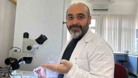 Asya uzun boynuzlu kenesi Türkiye faunasına girdi
