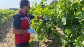 Hasat öncesi pestisit denetimi
