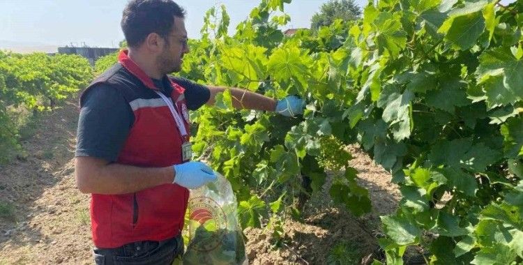 Hasat öncesi pestisit denetimi
