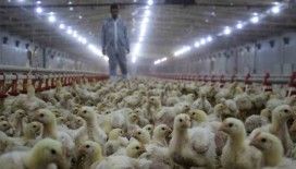 Tavuk eti üretimi aylık yüzde 2,6 arttı
