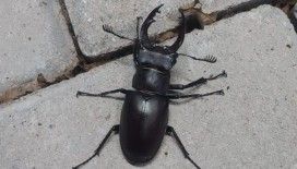 Nadir böcek türü geyik böceği Denizli’de görüldü
