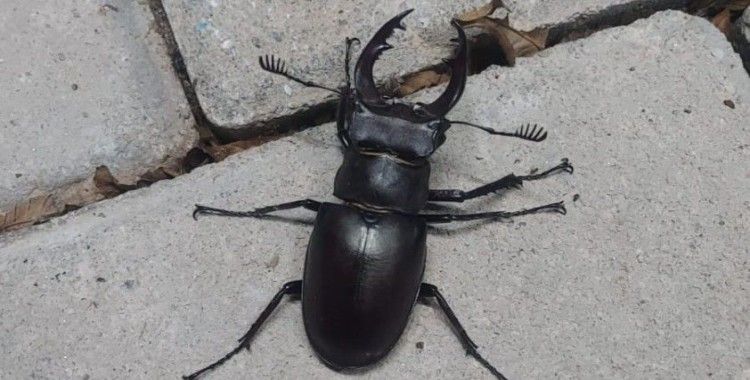 Nadir böcek türü geyik böceği Denizli’de görüldü
