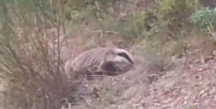 Nesli tükenmekte olan porsuk Buldan’da görüntülendi
