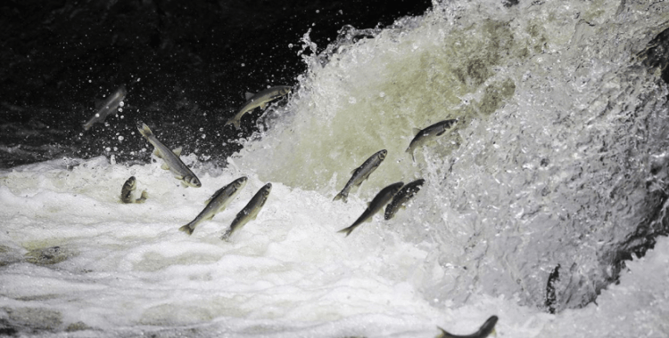 Kaçak inci kefali avlayanlara 2,6 milyon lira ceza