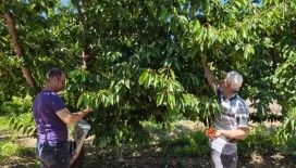 Kirazlar pestisit kalıntısı analizi için toplandı
