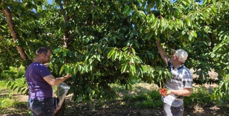 Kirazlar pestisit kalıntısı analizi için toplandı
