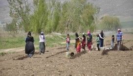 Mevsimlik tarım işçileri tarlalarda rızıklarını çıkarıyor
