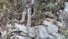 Kırmızı listedeki vaşak Kemaliye’de görüntülendi
