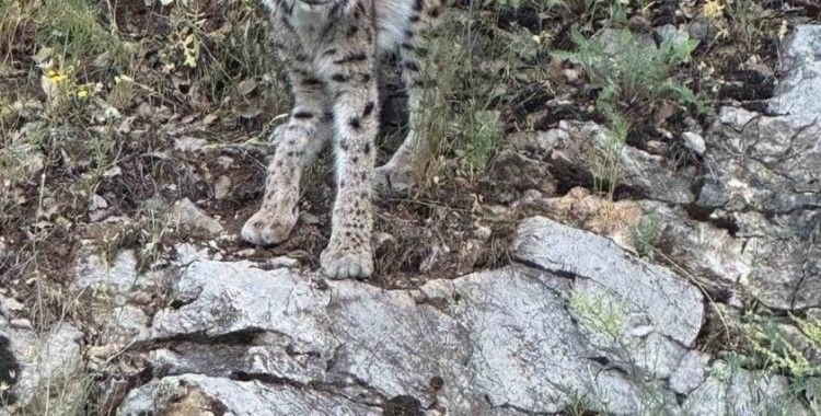 Kırmızı listedeki vaşak Kemaliye’de görüntülendi
