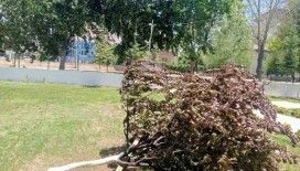 Gölbaşı’nda ağaç kökünden söküldü
