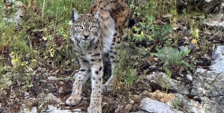 "Ormanın hayaleti" vaşak Kemaliye’de görüntülendi

