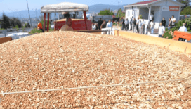 TMO, 1 milyon tonun üzerinde hububat aldı