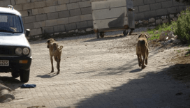 Kastamonu’da başıboş köpekler 22 tavuğu telef etti