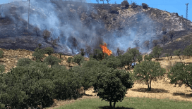 Mersin'de ormanda piknik yapan 4 kişiye para cezası verildi