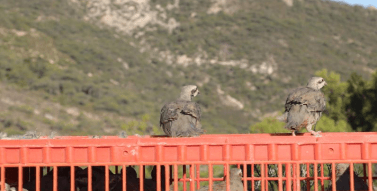 İzmir'de 1500 keklik doğaya bırakıldı