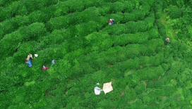 Türk çayı yılın ilk yarısında 104 ülkeye ihraç edildi