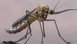 ABD, milyonlarca sinek üretip uçaklardan bırakacak
