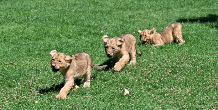 Erdoğan'a hediye edilen aslanların yavrularına isim aranıyor