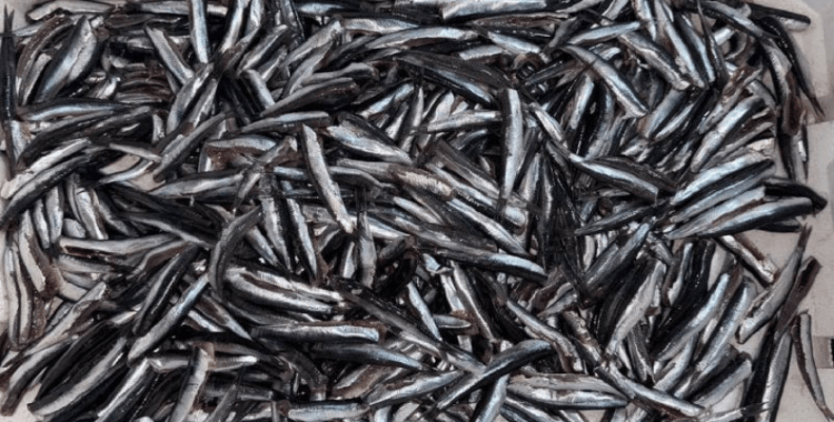 Hamsi yılın ilk yarısında 19 ülkeden alıcı buldu