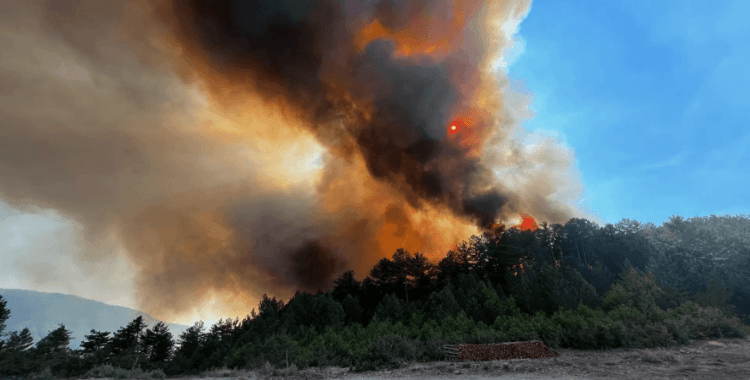 İzmir'in Urla ilçesinde orman yangını: Havadan ve karadan müdahale ediliyor