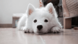 Yaz sıcaklarında evcil hayvan bakım rehberi: Sıcak çarpması belirtileri nelerdir? Köpeklere güneş kremi sürülür mü?