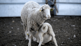Tarım İşletmeleri Genel Müdürlüğü 2 bin kuzu satacak: İhale ne zaman nerede olacak?