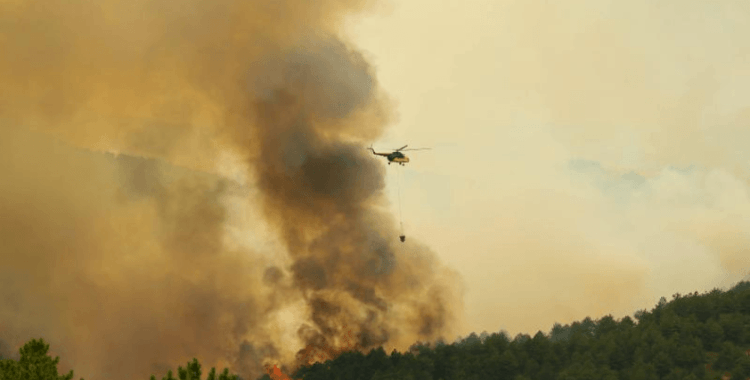 Uşak'ta orman yangını